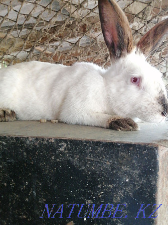 rabbits for sale  - photo 1