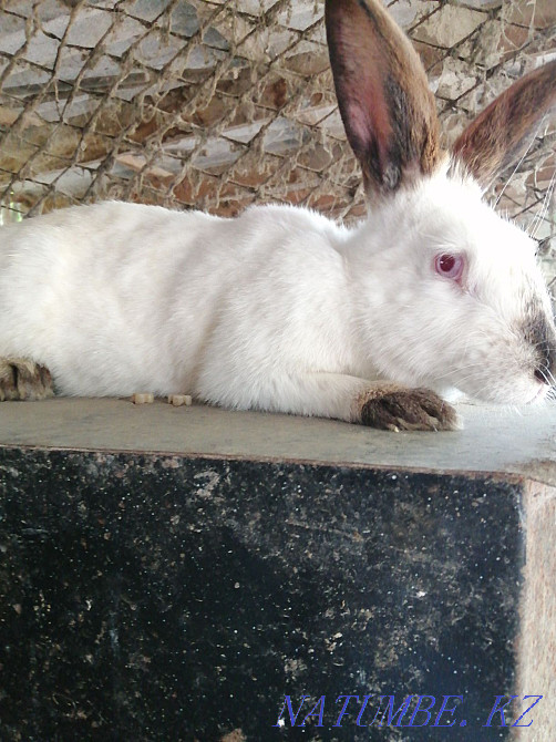 Продаются кролики  - изображение 1