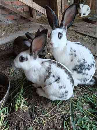 Продам кроликов, возраст 2 месяца  Орал
