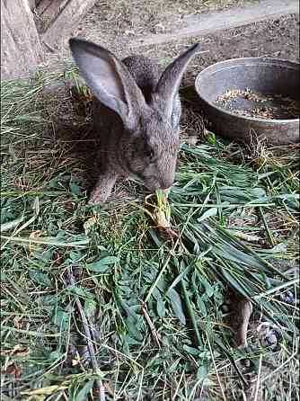Продам кроликов, возраст 2 месяца Oral
