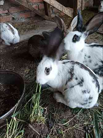 Продам кроликов, возраст 2 месяца Уральск