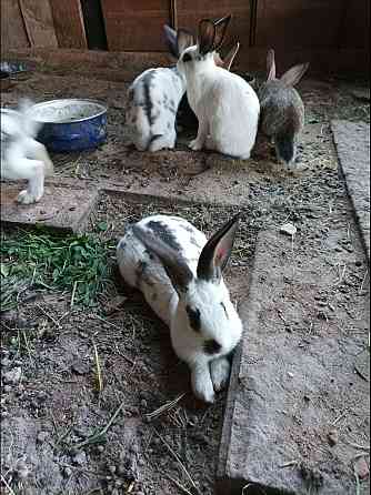 Продам кроликов, возраст 2 месяца Уральск