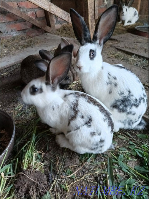 Selling rabbits, age 2 months Oral - photo 2