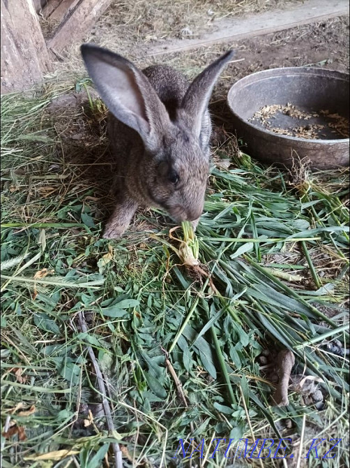 Selling rabbits, age 2 months Oral - photo 4