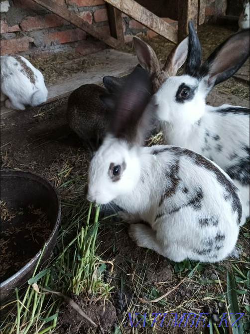 Selling rabbits, age 2 months Oral - photo 1