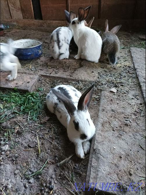 Selling rabbits, age 2 months Oral - photo 3