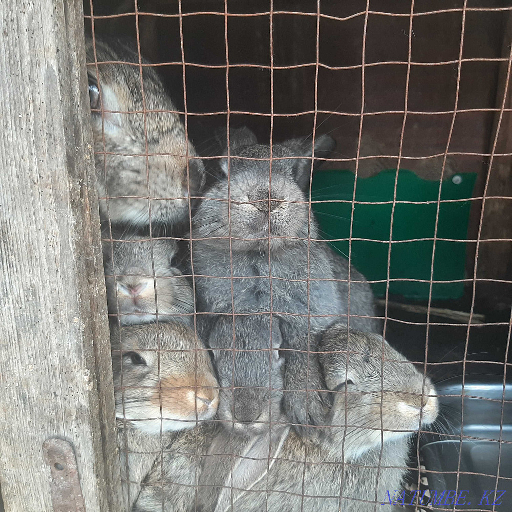 Кролики маленькие и одна большая  - изображение 1