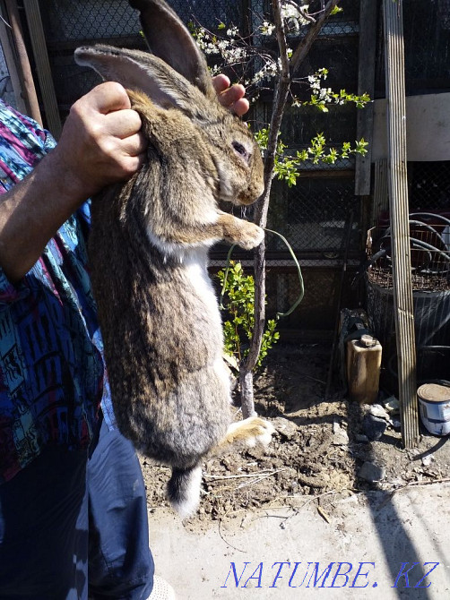 rabbits of large breeds Semey - photo 1