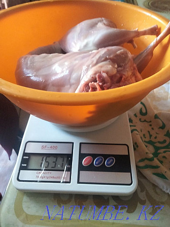 Продается мясо кролика Балхаш - изображение 1