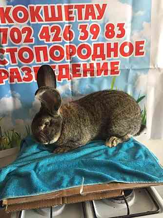 Чистопородные кролики Астана