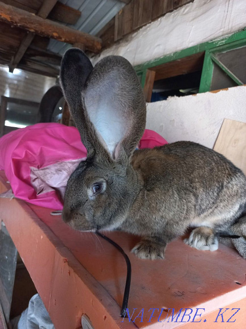 Чистопородные кролики Астана - изображение 1