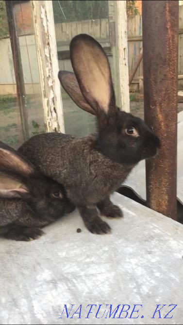 Чистопородные кролики Астана - изображение 3