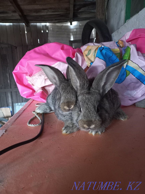 Чистопородные кролики Астана - изображение 2