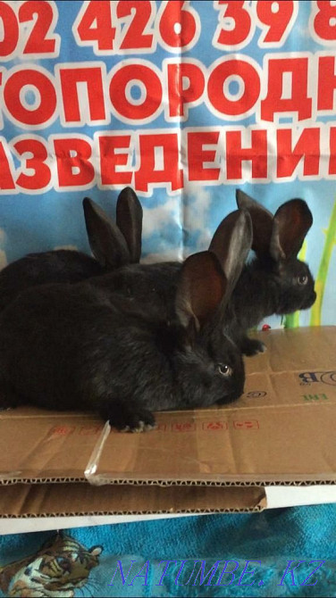 Чистопородные кролики Кокшетау - изображение 2