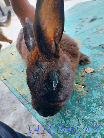 Кролики, фландр и калифорнийский Отеген батыра - изображение 4