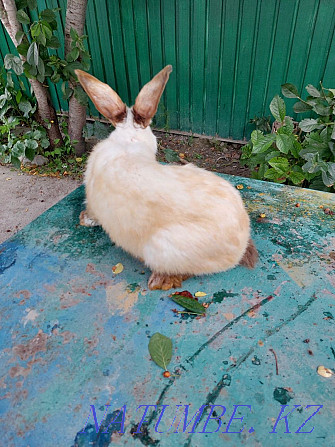 Кролики, фландр и калифорнийский Отеген батыра - изображение 2