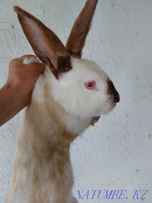 Rabbits, flanders and california Отеген батыра - photo 1