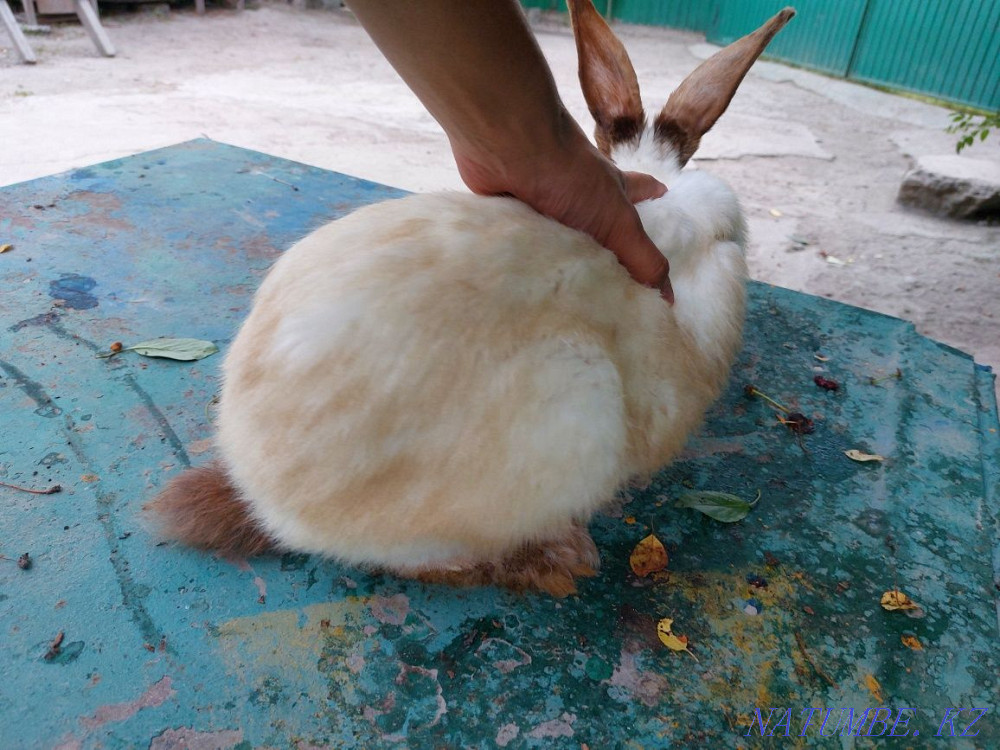 Rabbits, flanders and california Отеген батыра - photo 3