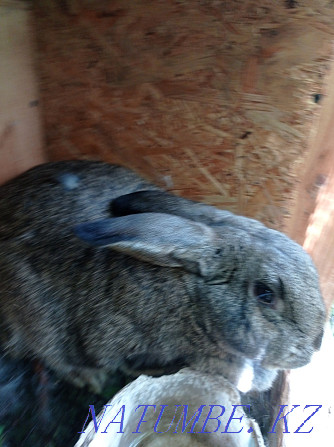 Flander rabbits for sale Urochishche Talgarbaytuma - photo 1