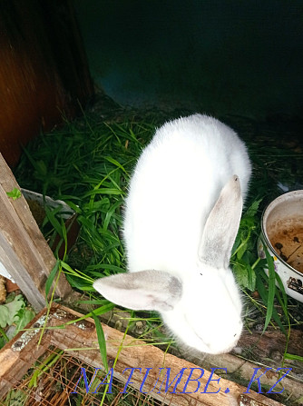 Flander rabbits for sale Urochishche Talgarbaytuma - photo 3