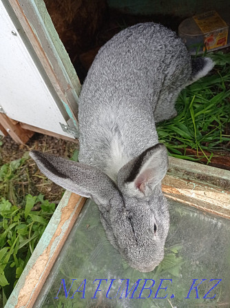 Flander rabbits for sale Urochishche Talgarbaytuma - photo 2