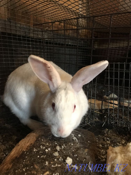 I will sell rabbits Petropavlovsk - photo 1