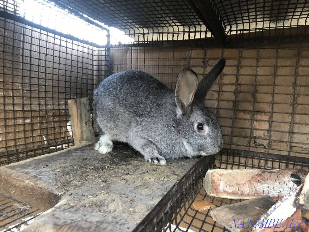 I will sell rabbits Petropavlovsk - photo 2