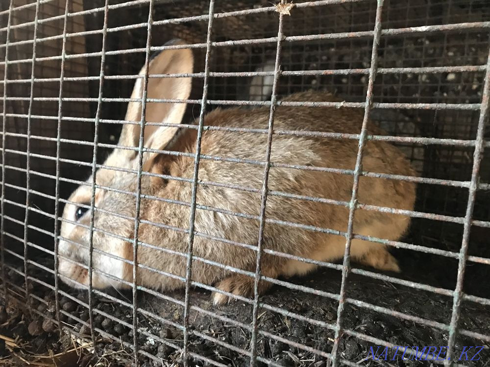 I will sell rabbits Petropavlovsk - photo 3