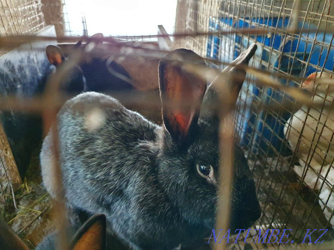 Кролики полтавское серебро Уральск - изображение 1