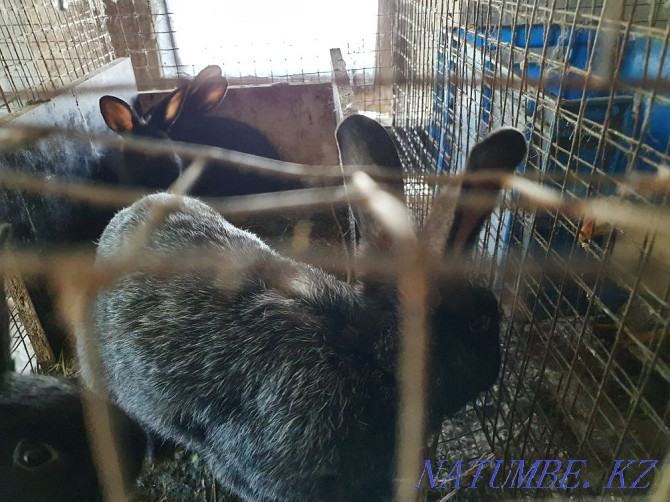 Кролики полтавское серебро Уральск - изображение 2