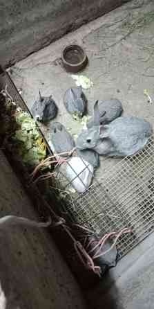 Продам молодых кроликов Степногорск