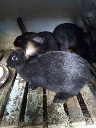 Продам кроликов молодых и взрослых. Kokshetau