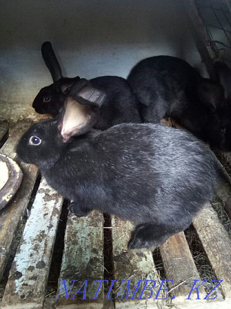 We sell young and adult rabbits. Kokshetau - photo 2