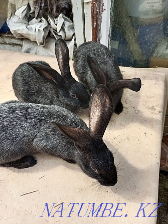 Продам кроликов молодых и взрослых. Кокшетау - изображение 1