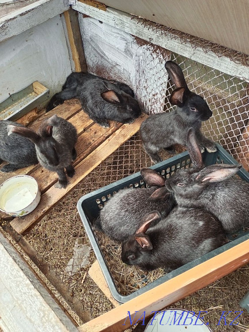 Продам кроликов молодых и взрослых. Кокшетау - изображение 3