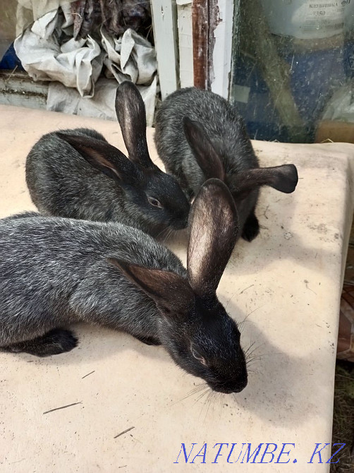 Продам кроликов молодых и взрослых. Кокшетау - изображение 1