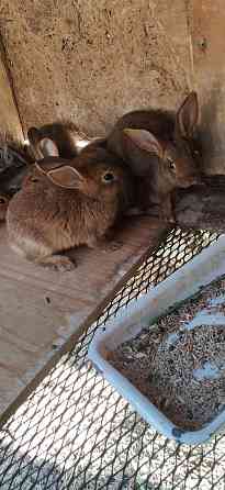 Продам месячных кроликов Kostanay