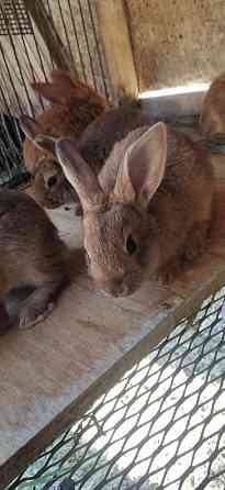 Продам месячных кроликов Костанай