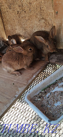 Продам месячных кроликов Костанай - изображение 2