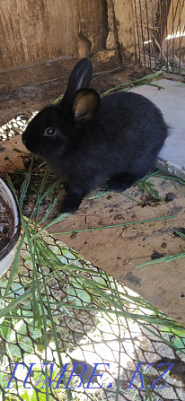 Продам месячных кроликов Костанай - изображение 4