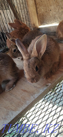 Продам месячных кроликов Костанай - изображение 1
