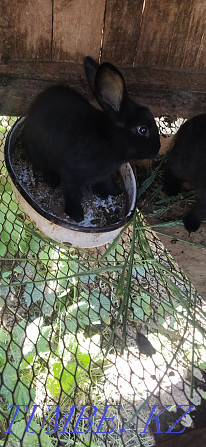 Продам месячных кроликов Костанай - изображение 3