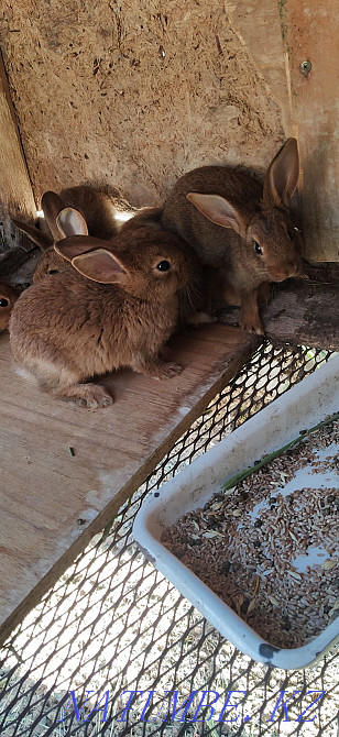 sell monthly rabbits Kostanay - photo 2
