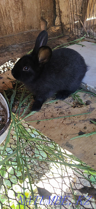 sell monthly rabbits Kostanay - photo 4