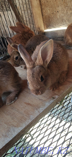 sell monthly rabbits Kostanay - photo 1