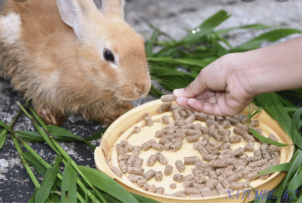 Комбикорм доя кроликов Костанай - изображение 1