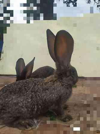 Кролики фландр,великаны, Urochishche Talgarbaytuma