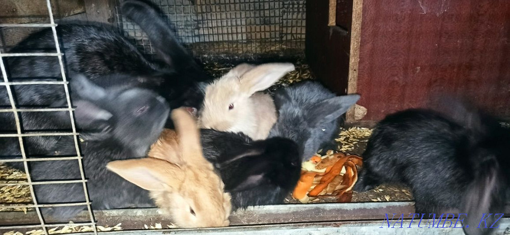 I sell rabbits cheap Курминское - photo 3