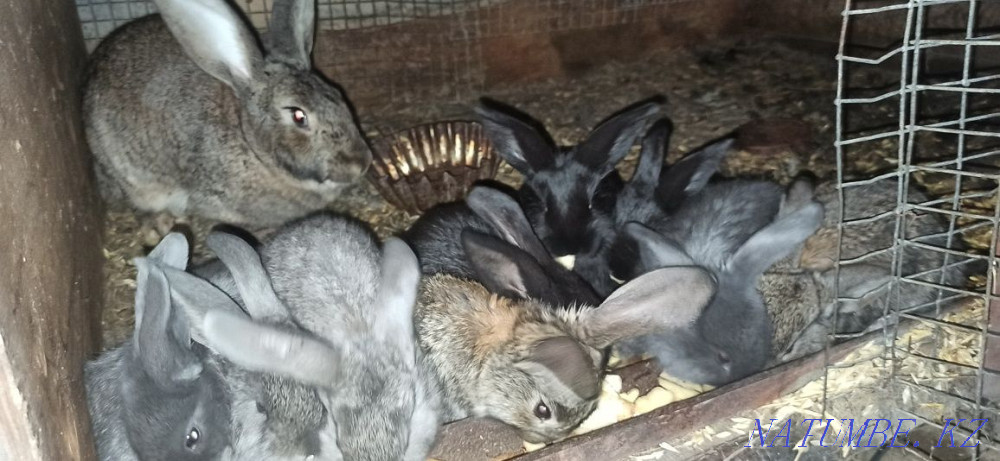 I sell rabbits cheap Курминское - photo 1