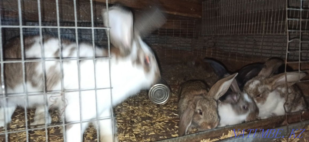 I sell rabbits cheap Курминское - photo 2